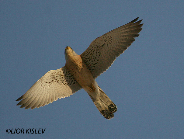בז אדום  Lesser Kestrel Falco naumanni                                נקבה,הערבה,אפריל 2006